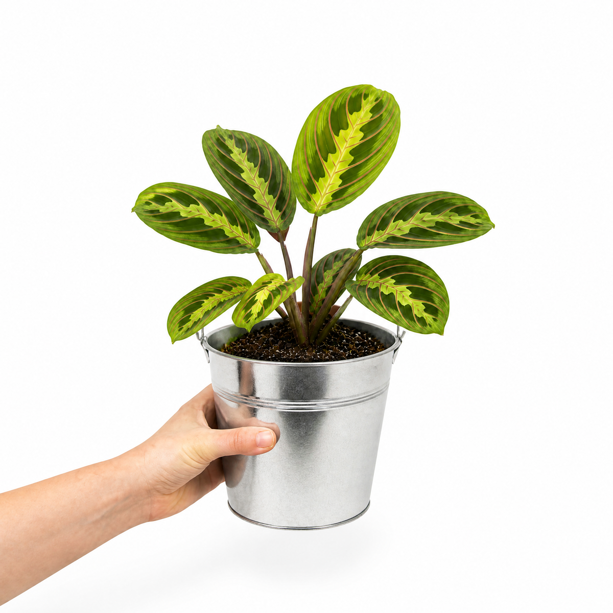 Maranta Lemon Lime Prayer Plant with lime green and yellow striped foliage.
