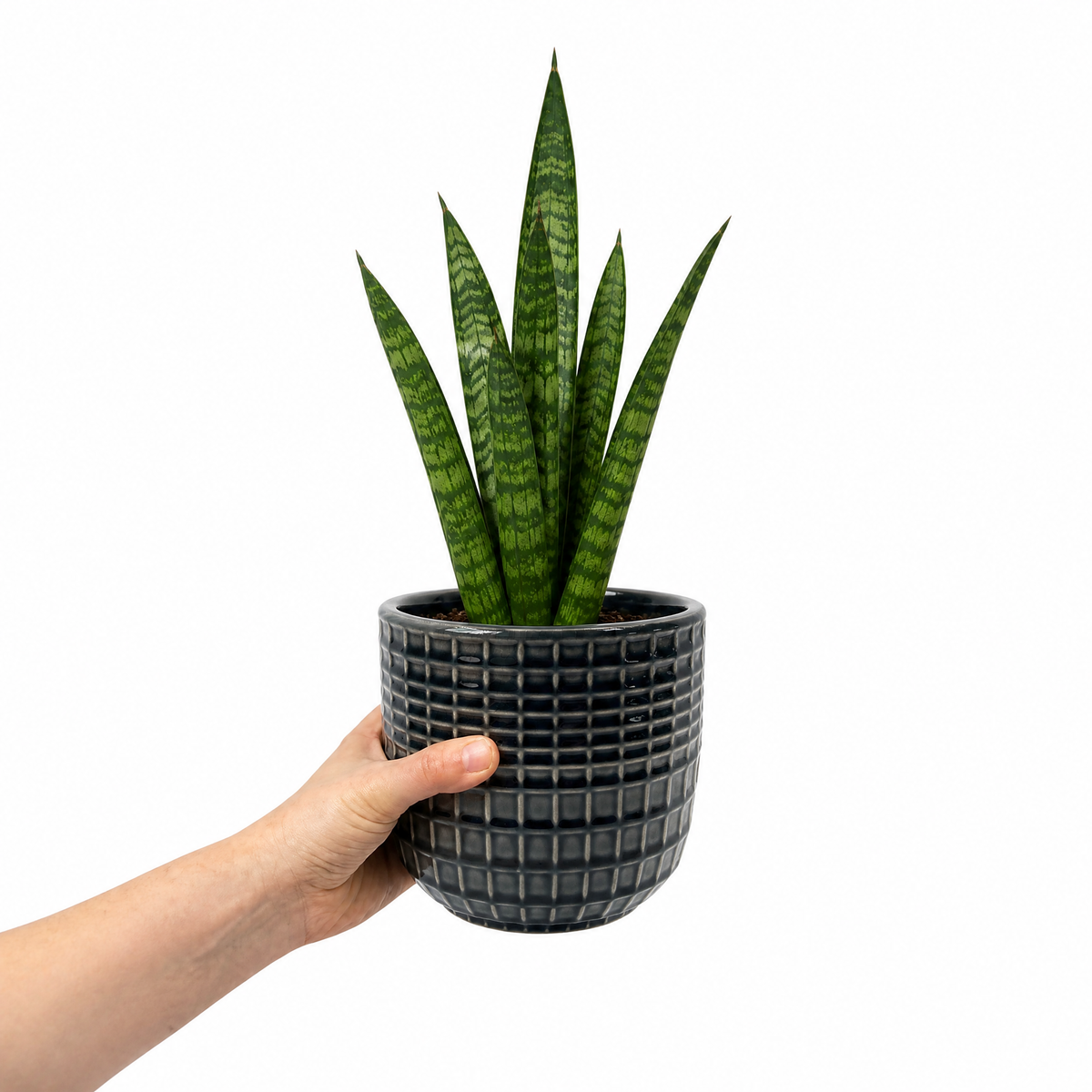 A snake plant with upright green leaves banded in creamy yellow, in a pot.