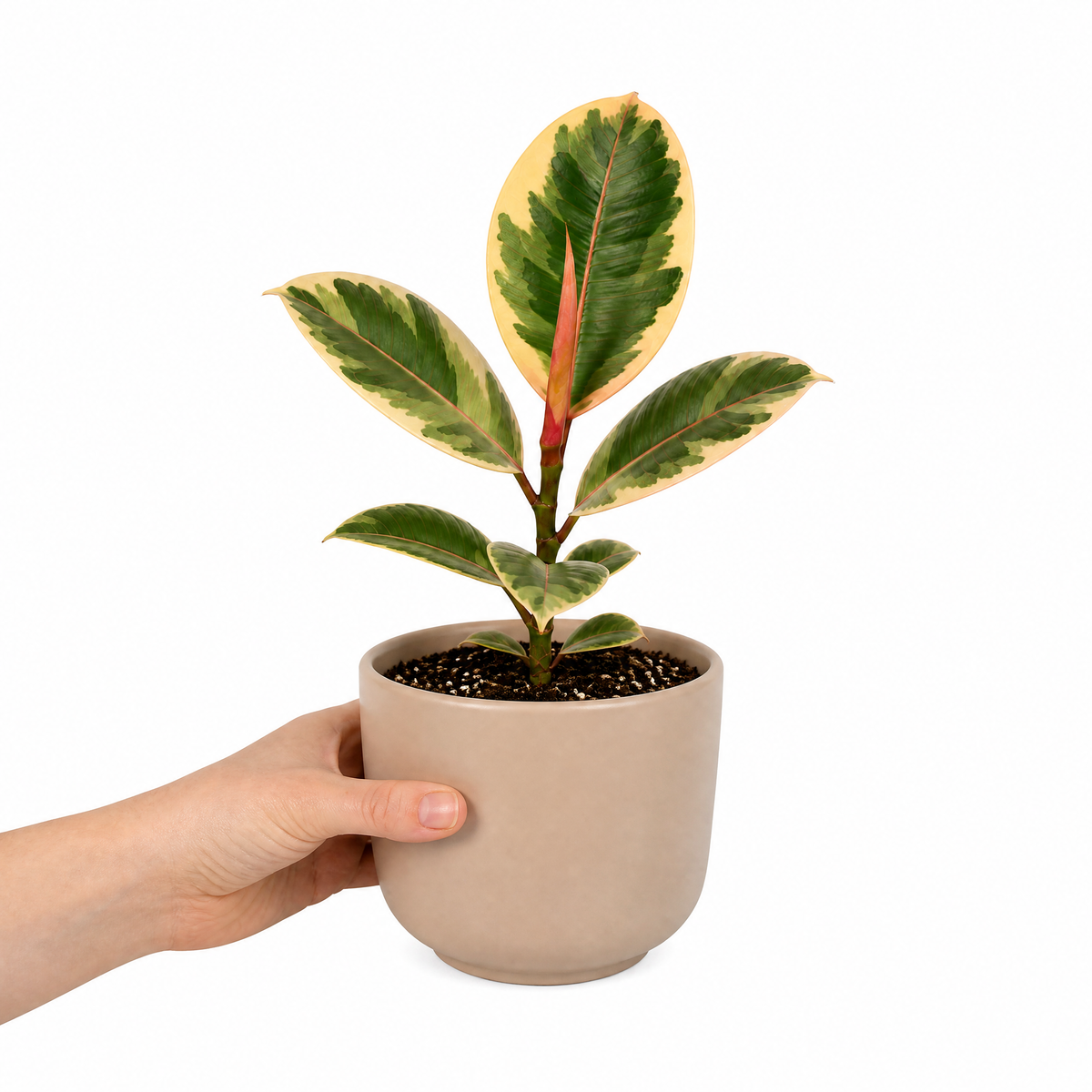 Ficus elastica 'Tineke' rubber plant with variegated cream, green and pink leaves.