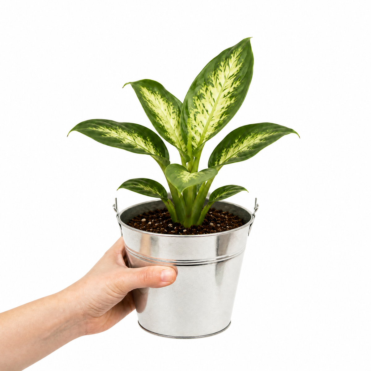 Dieffenbachia Dumb Cane with green and creamy-yellow variegated leaves
