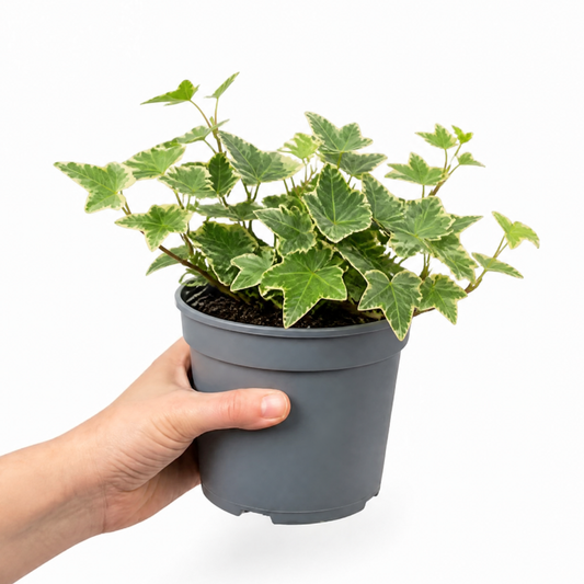 Variegated ivy plant with trailing cream and green leaves in a pot.