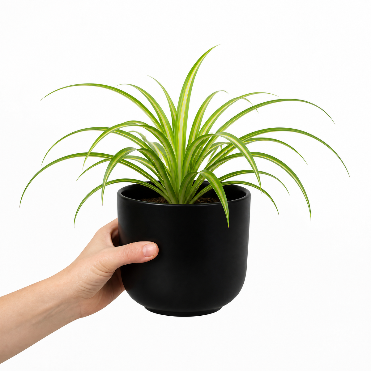 Spider plant with trailing green and white striped leaves.