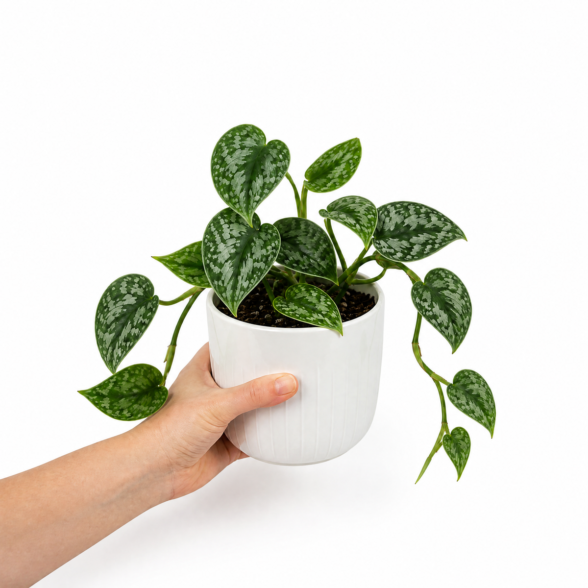 Satin Pothos houseplant with silver-variegated green trailing leaves.
