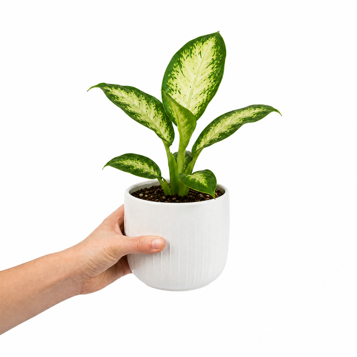 Dieffenbachia Dumb Cane houseplant with cream and green variegated leaves.