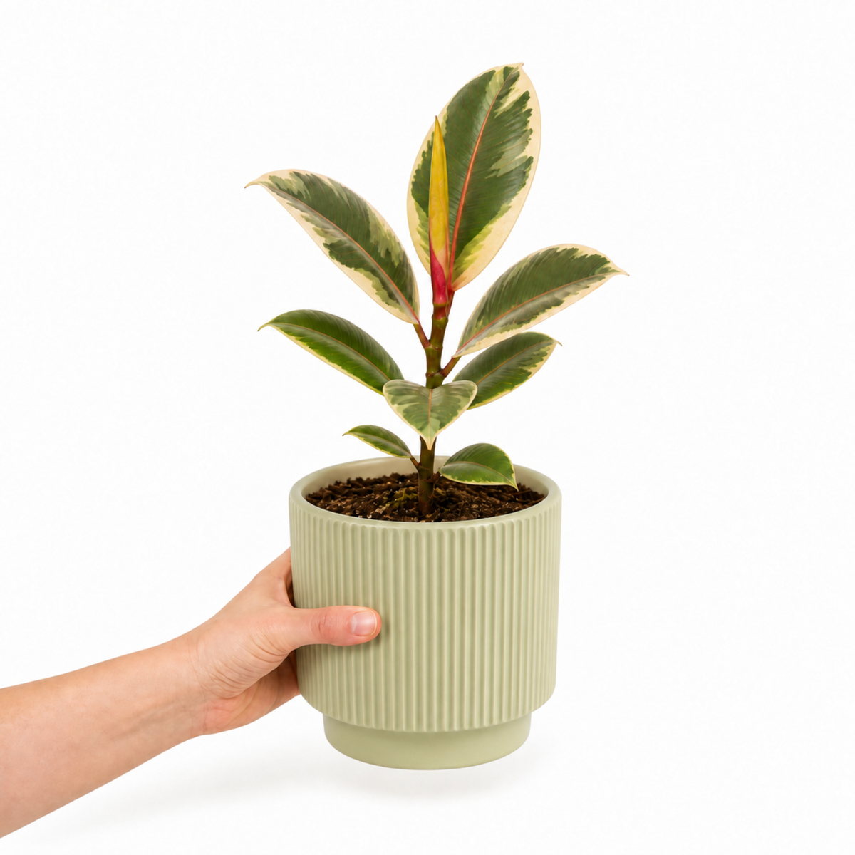 Ficus elastica 'Belize' rubber plant with glossy green, pink-red marked leaves.