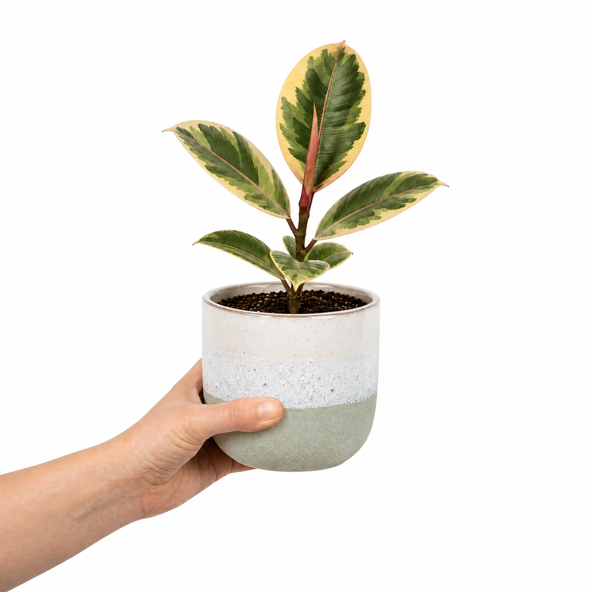 Ficus elastica 'Tineke' rubber plant with variegated cream, green and pink leaves.