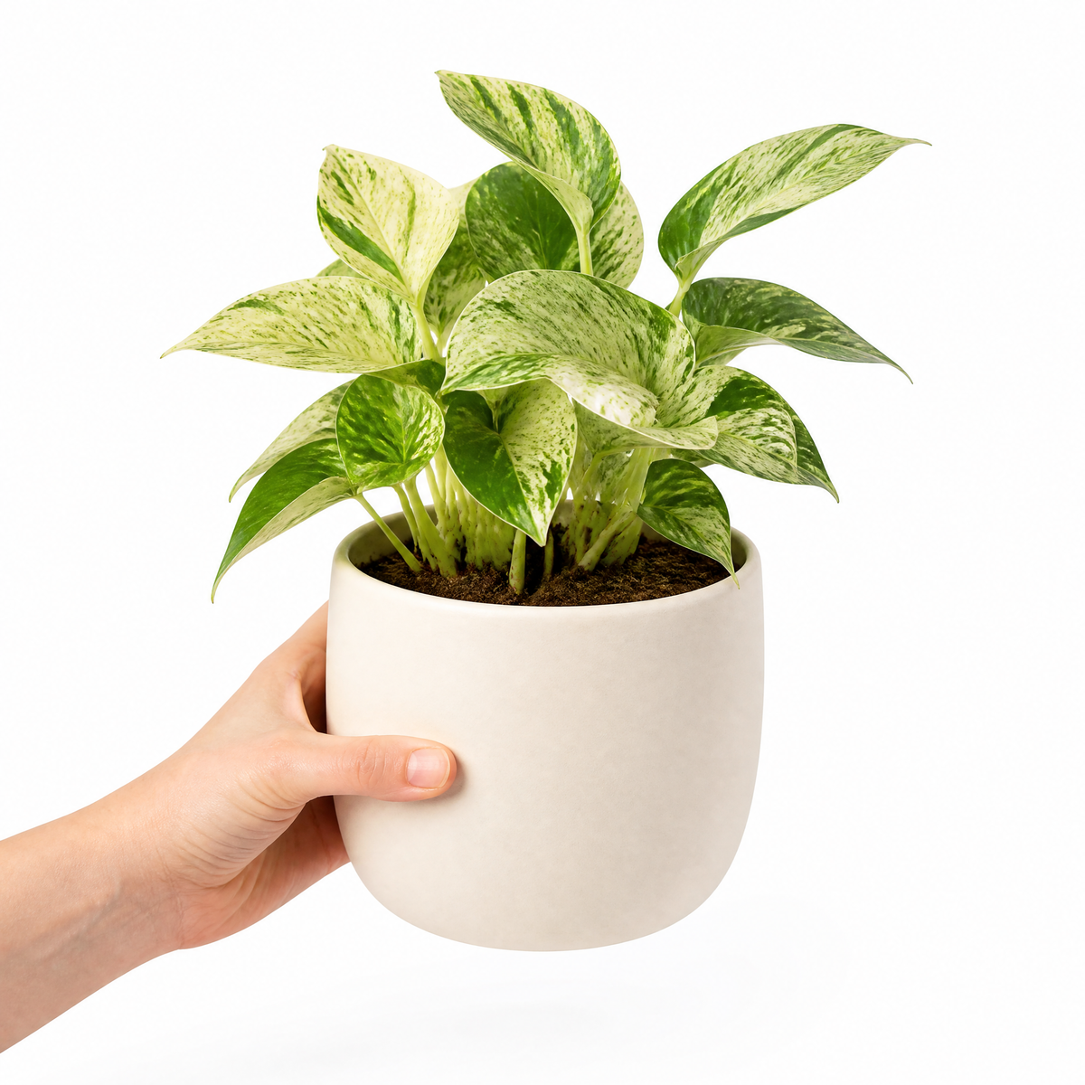 Marble Queen Pothos plant with green and white variegated trailing leaves.