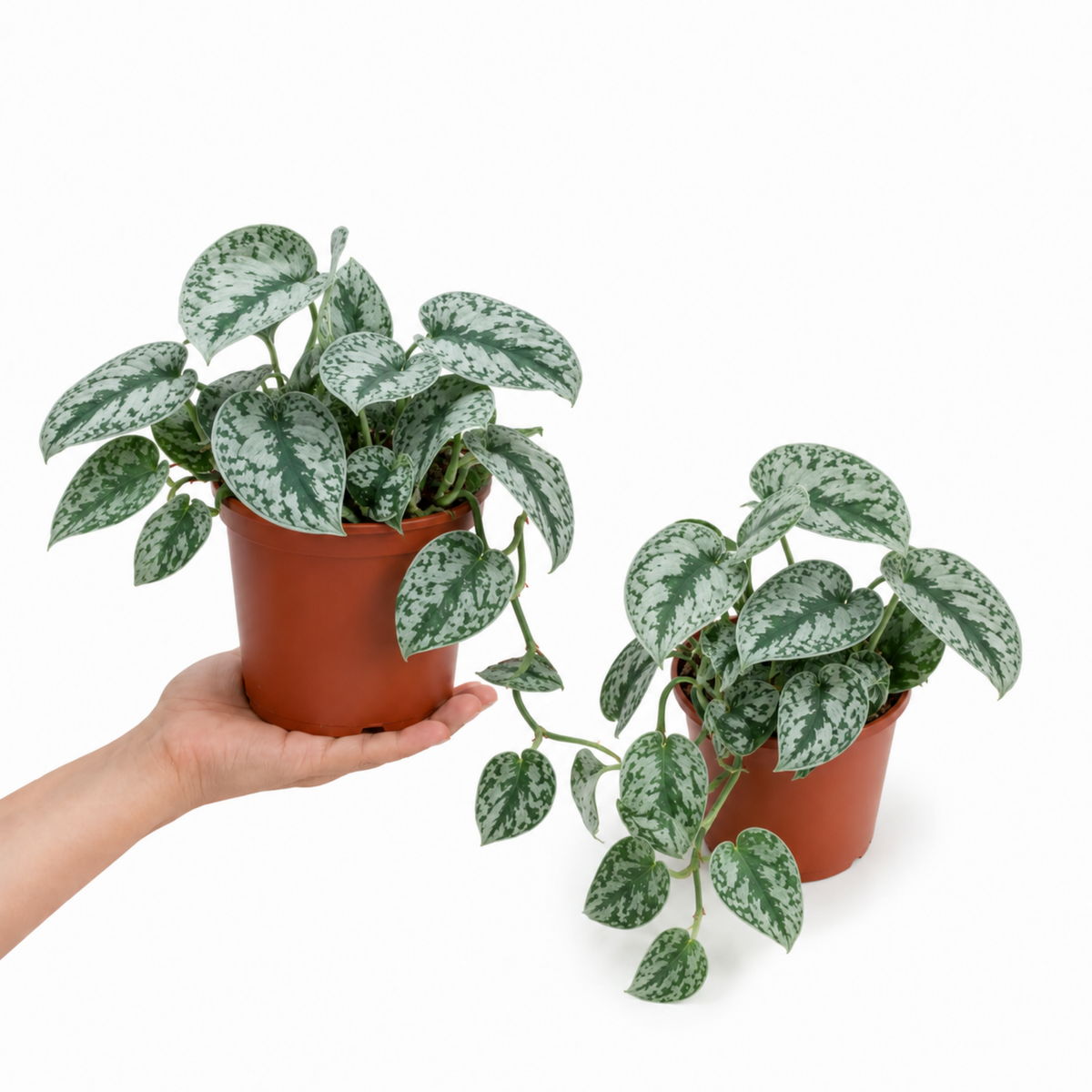 A trailing Scindapsus pictus 'Trebie' plant with dark green, silver-variegated leaves.