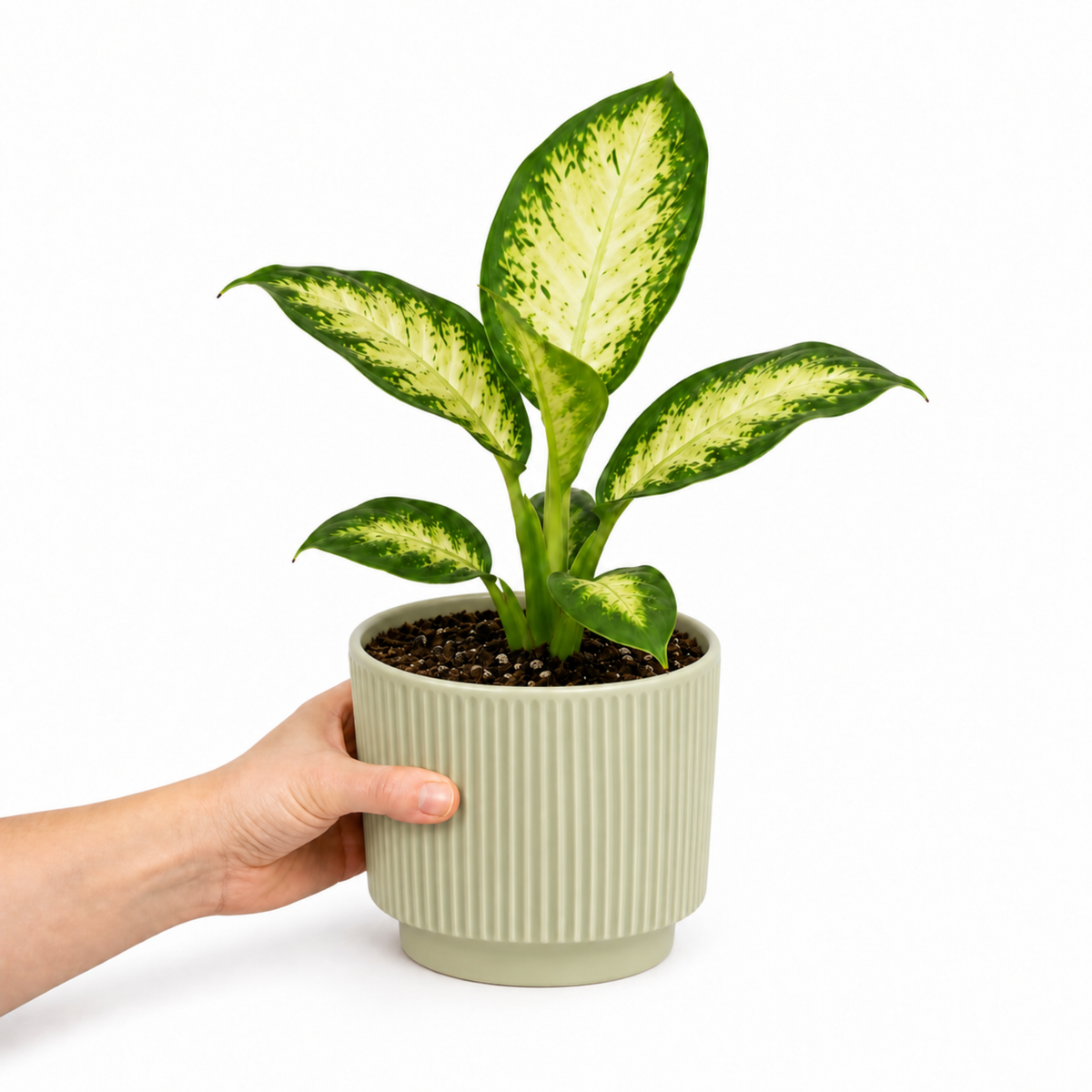 Dieffenbachia Dumb Cane houseplant with cream and green variegated leaves.