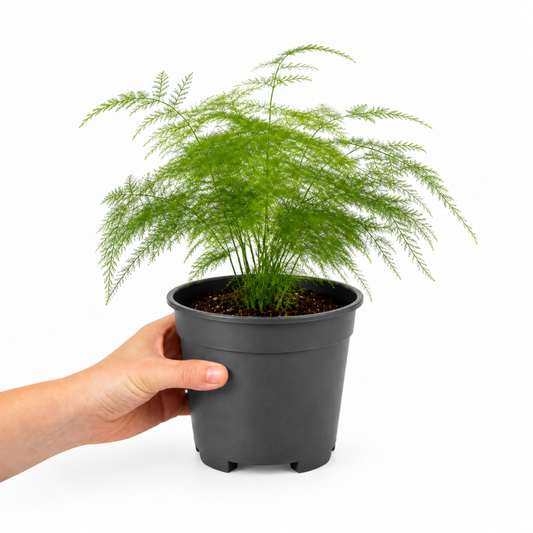 Lace fern houseplant with feathery green foliage in a nursery pot