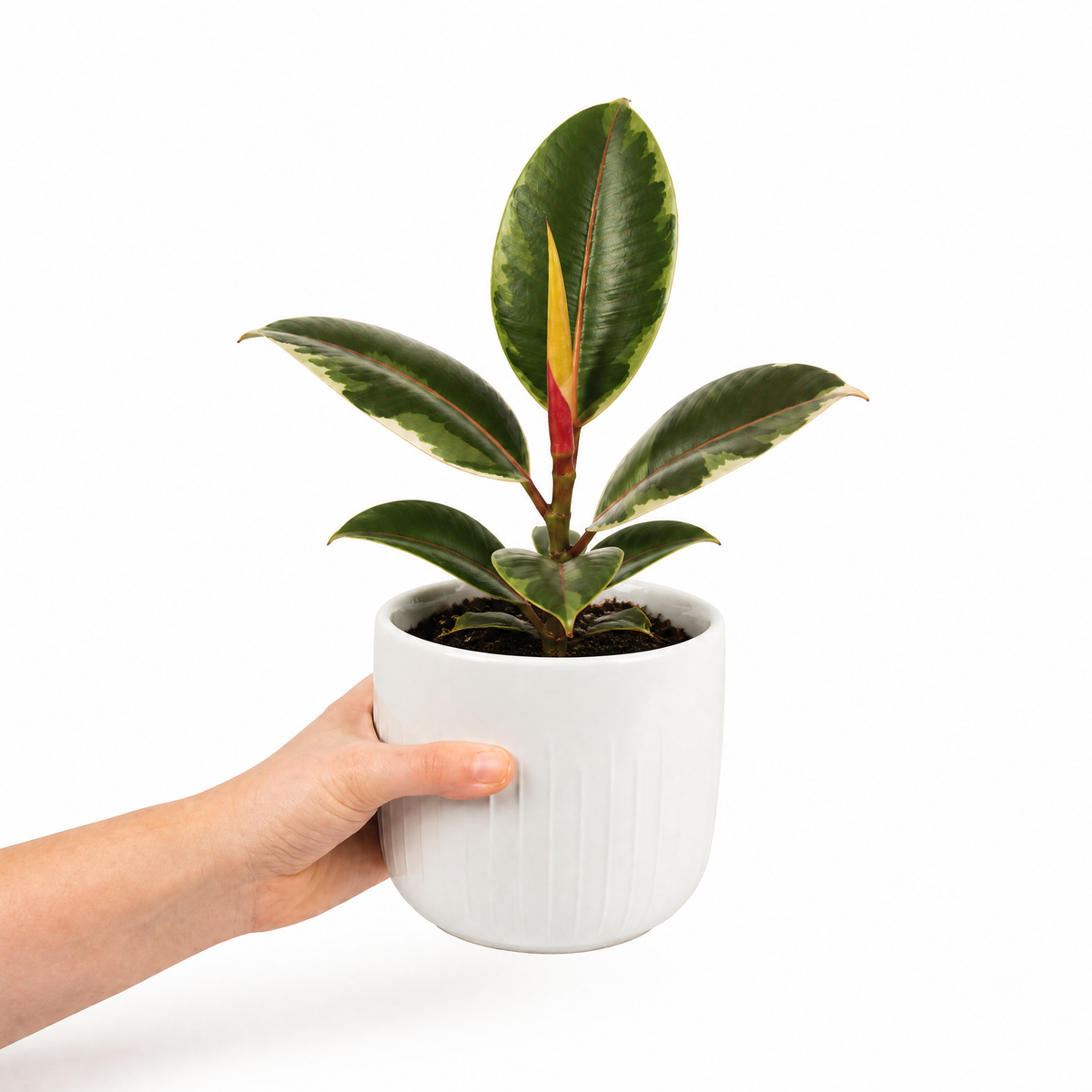 Ficus elastica 'Belize' rubber plant with glossy green, pink-red marked leaves.