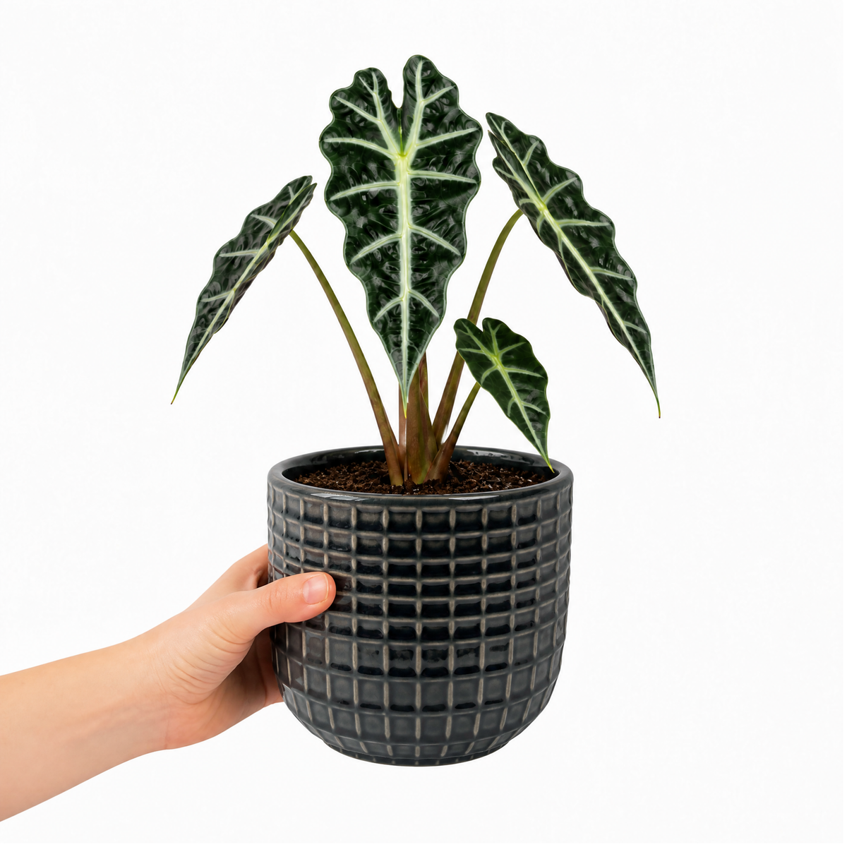 Alocasia Polly elephant's ear houseplant with dark green glossy leaves and pale veins.