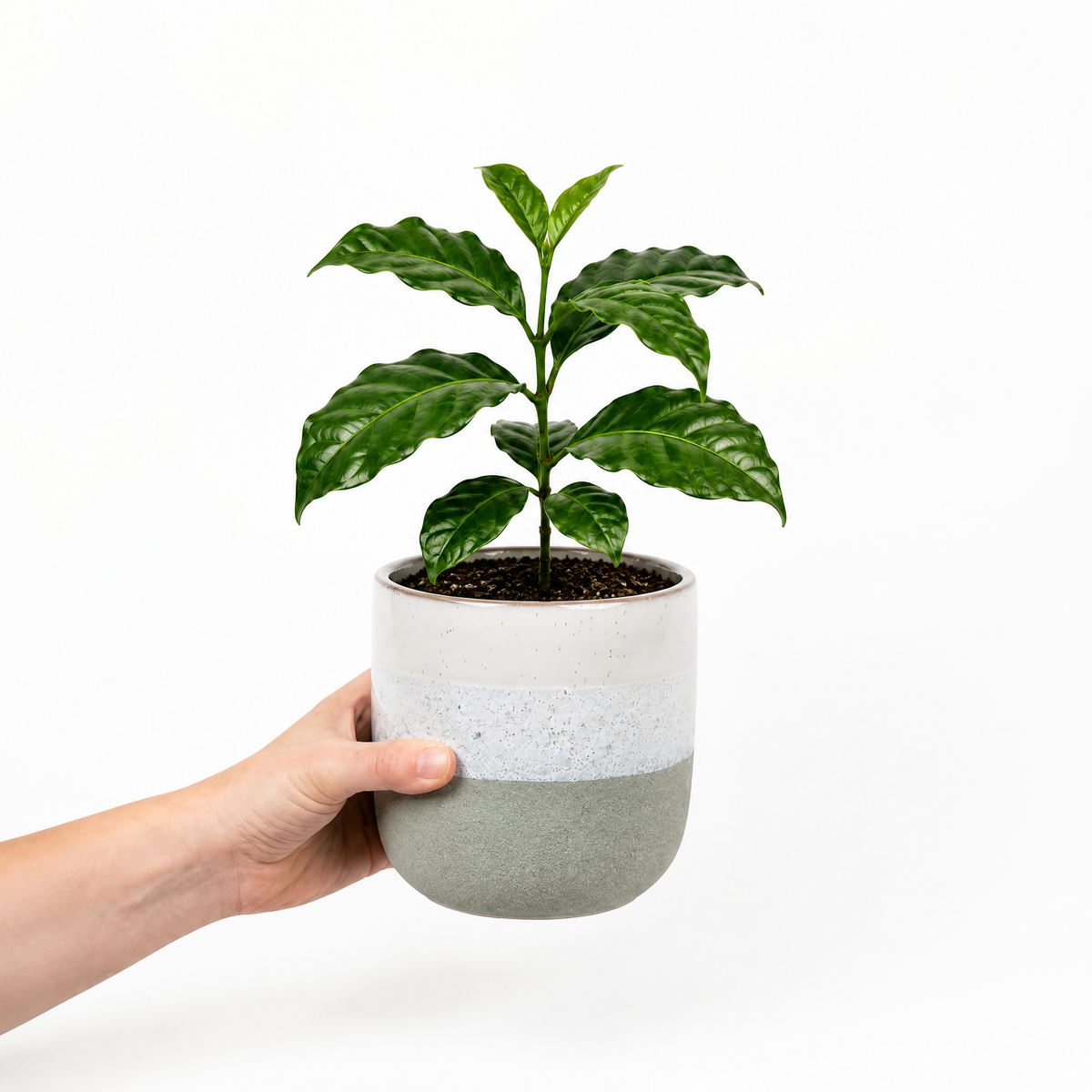 Coffea arabica coffee plant with glossy dark green leaves.