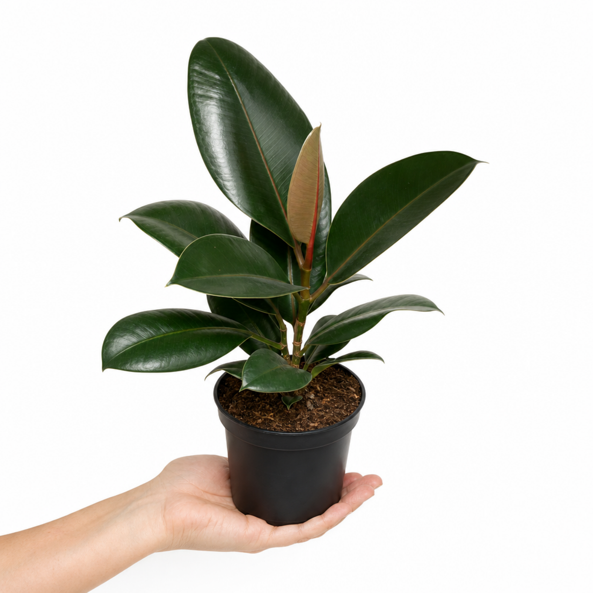Ficus elastica 'Robusta' Rubber Plant with large glossy deep green leaves.