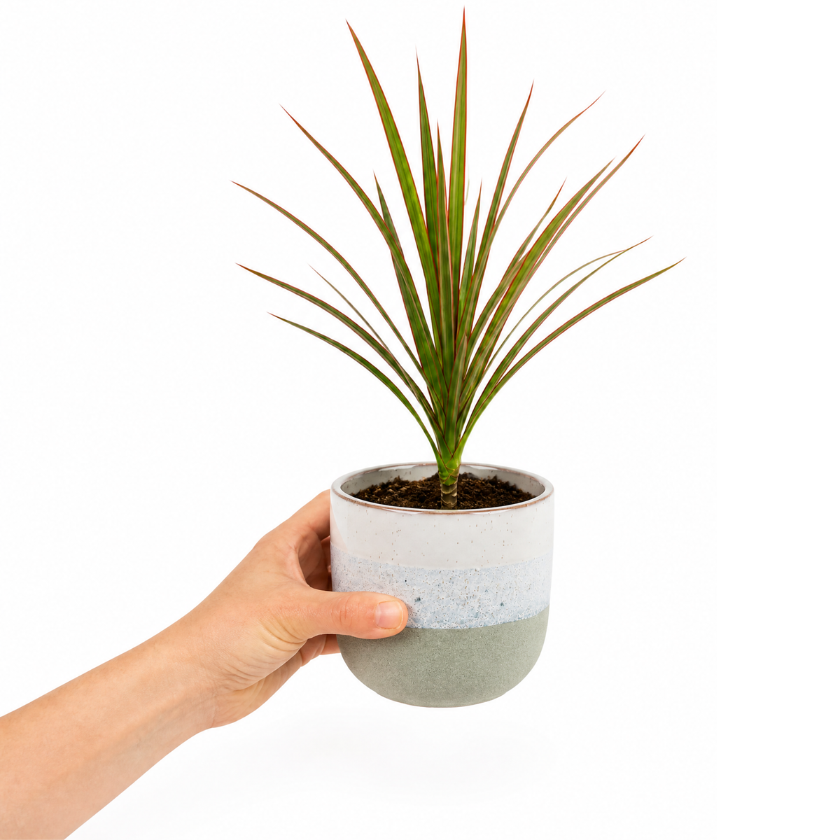 Dracaena marginata Dragon Tree houseplant with green, red-edged arching leaves.