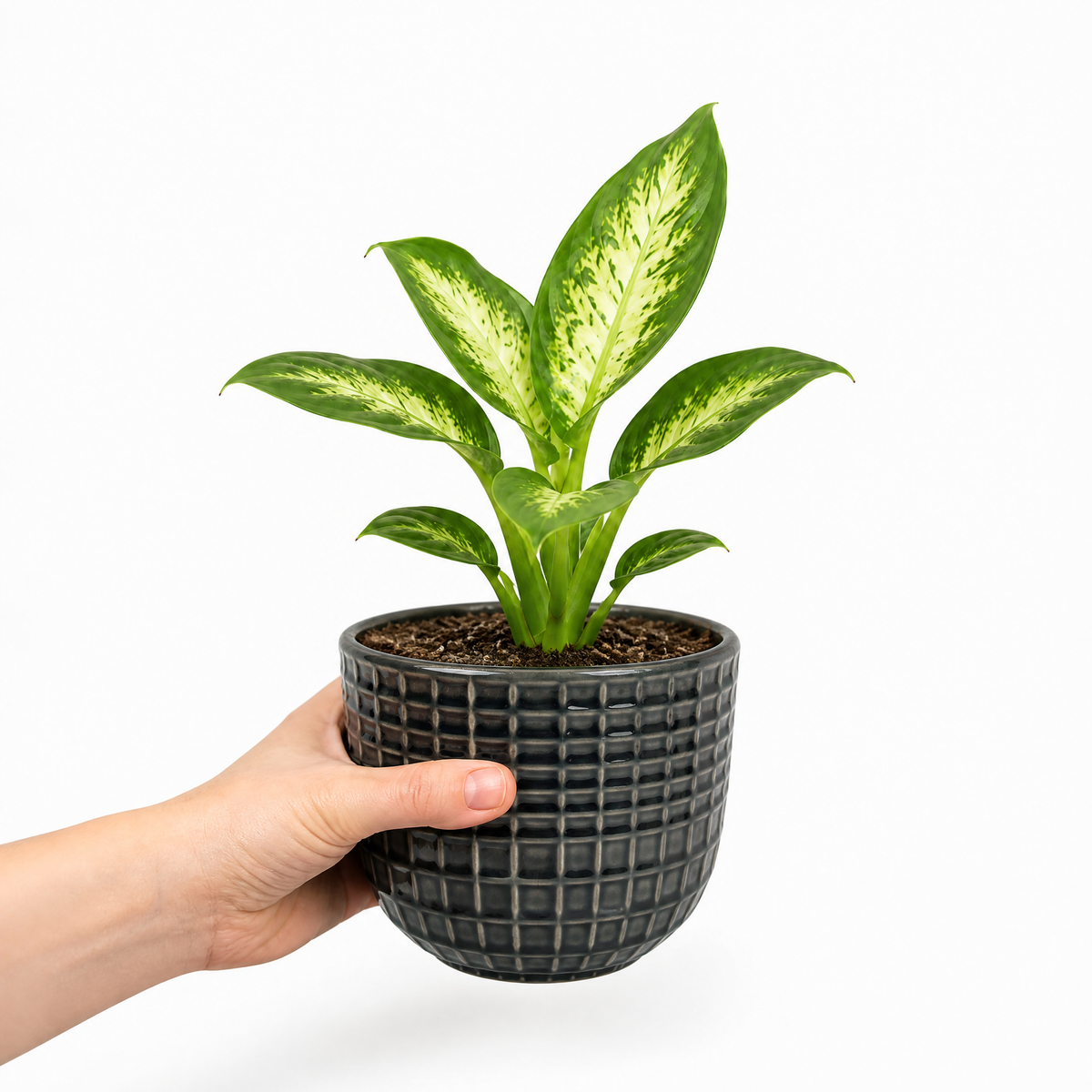 Dieffenbachia Dumb Cane with green and creamy-yellow variegated leaves