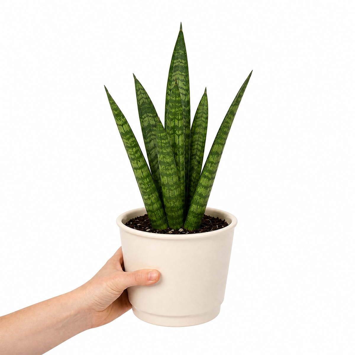 A snake plant with upright green leaves banded in creamy yellow, in a pot.