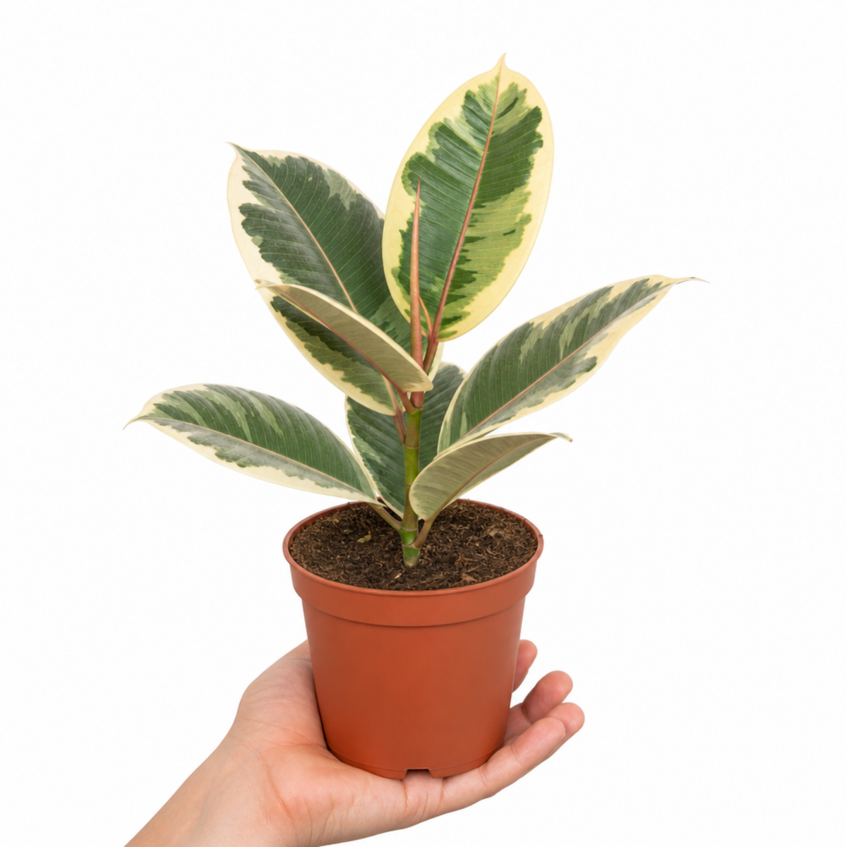 A Ficus elastica 'Tineke' variegated rubber plant with cream, green and pink leaves.