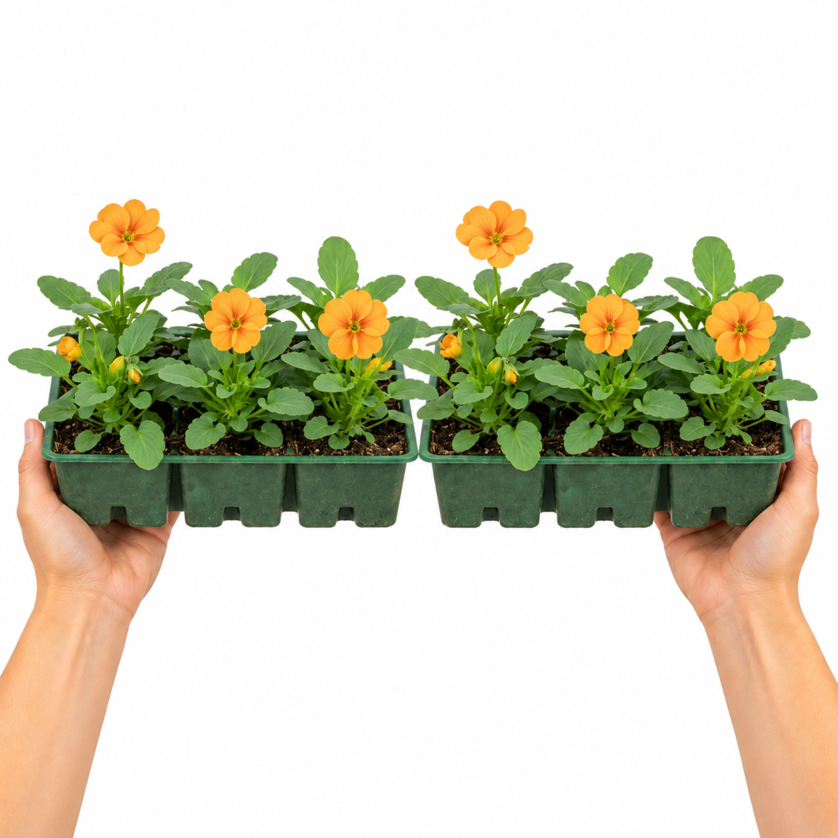 Orange polyanthus flowers with yellow centres above deep green leaves.