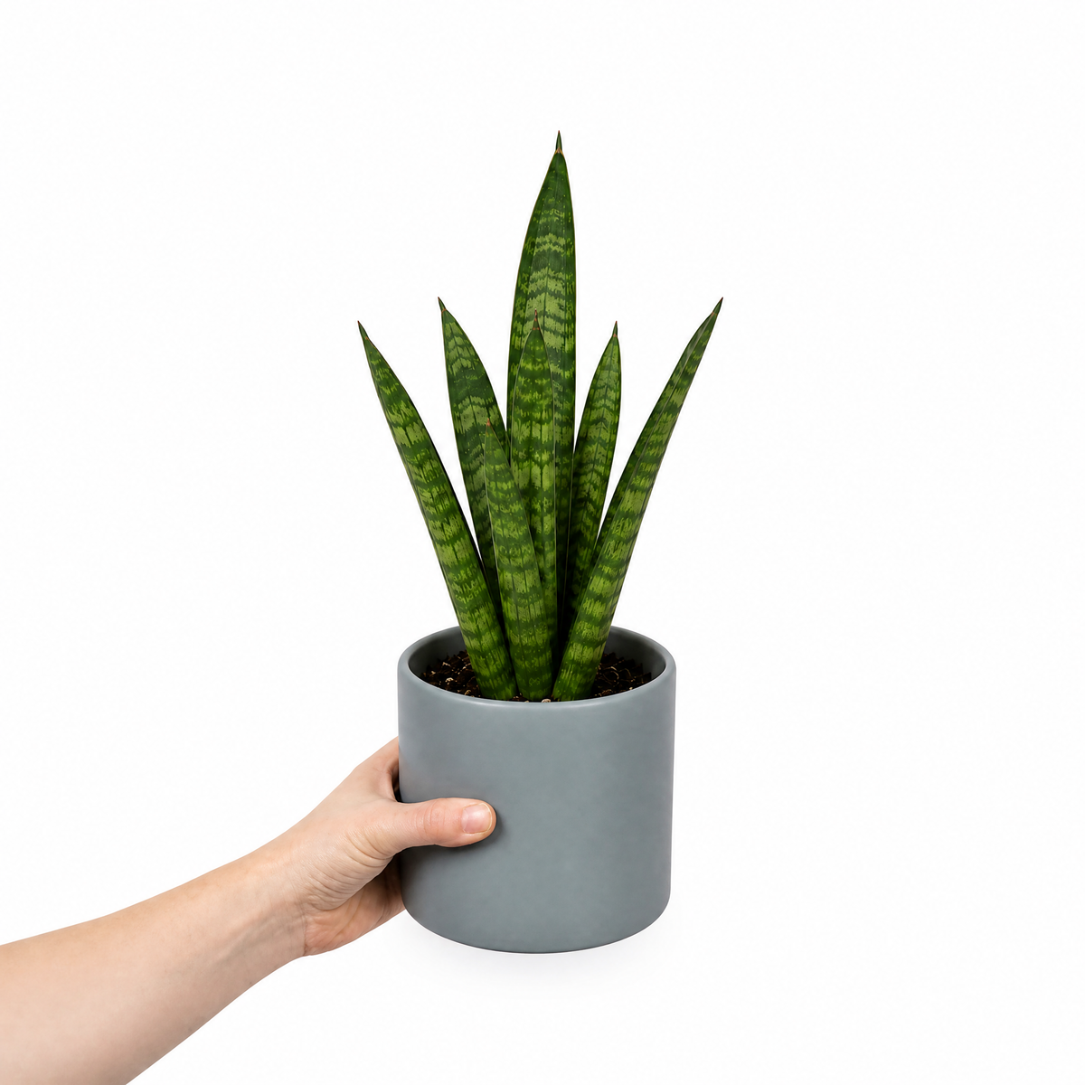 A snake plant with upright green leaves banded in creamy yellow, in a pot.