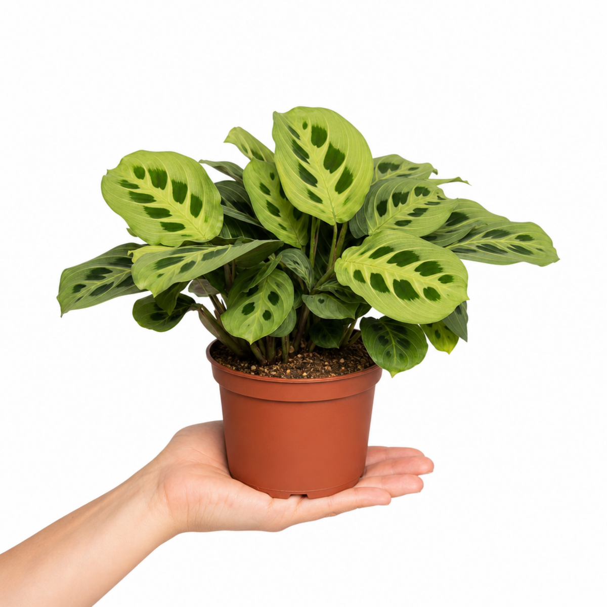 Maranta Lemon Lime prayer plant with lime green and deep green variegated leaves.