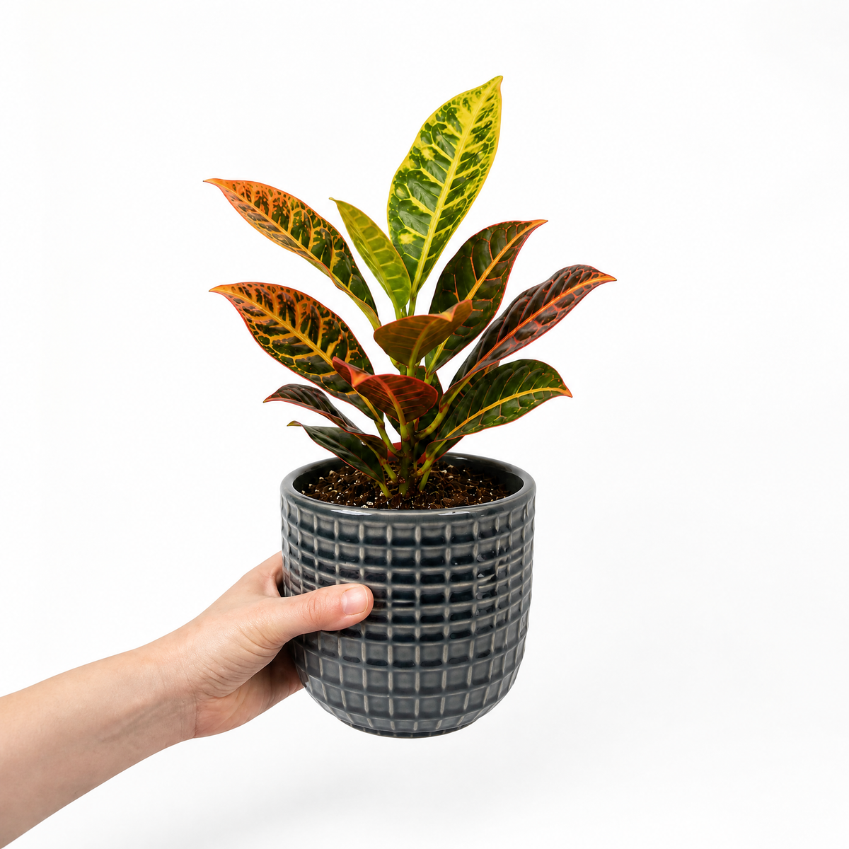 Croton 'Petra' houseplant with red, orange, yellow and green variegated leaves.