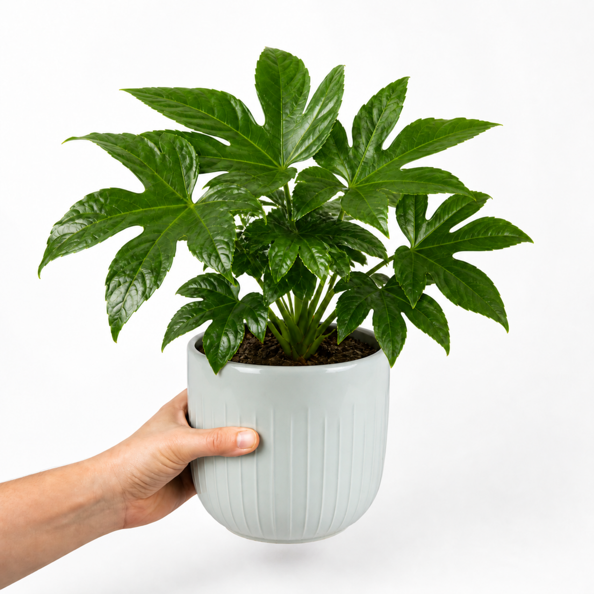 Fatsia japonica paper plant with large glossy green leaves.