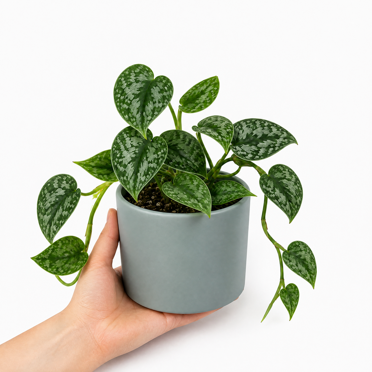Satin Pothos houseplant with silver-variegated green trailing leaves.