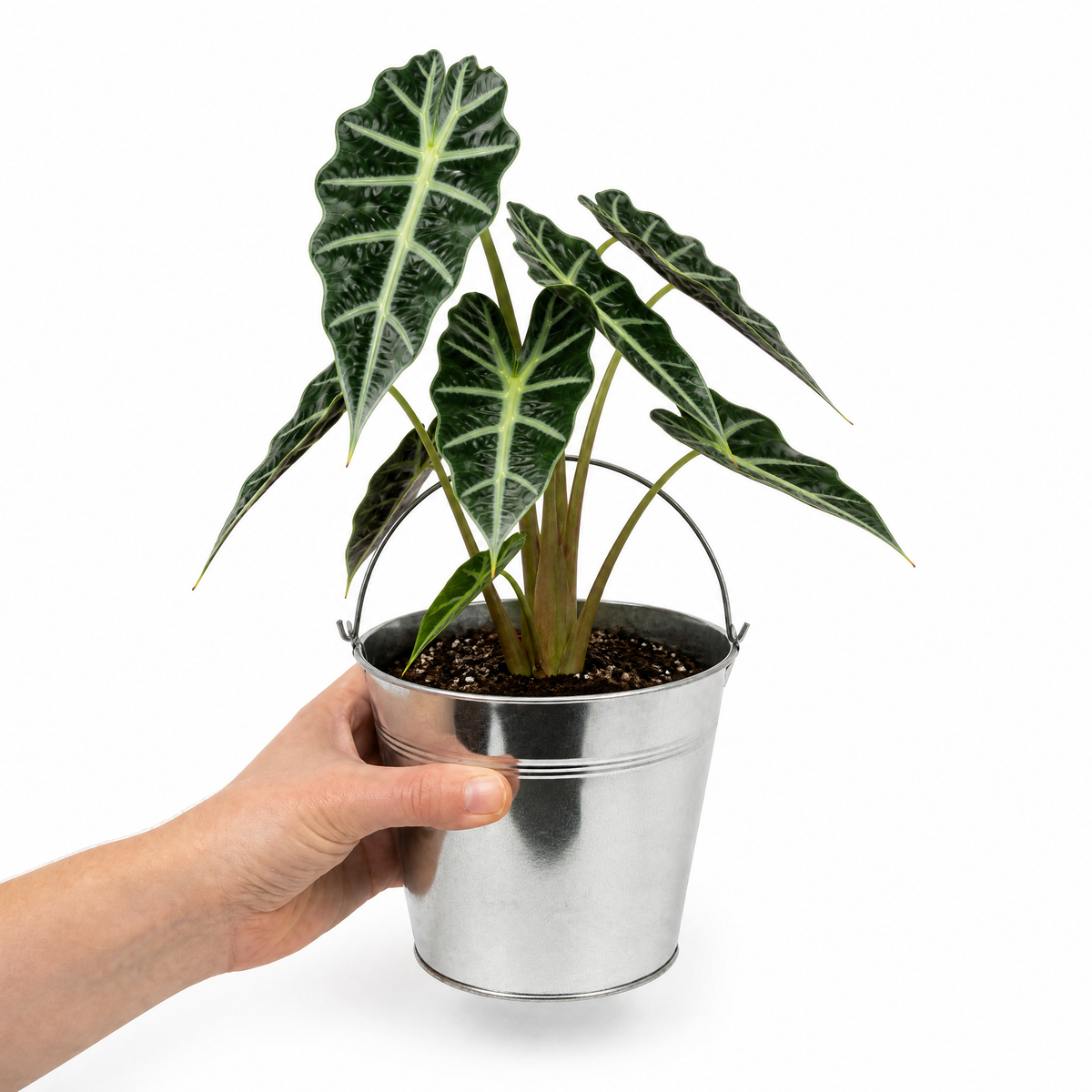 Alocasia Polly elephant's ear houseplant with dark green glossy leaves and pale veins.