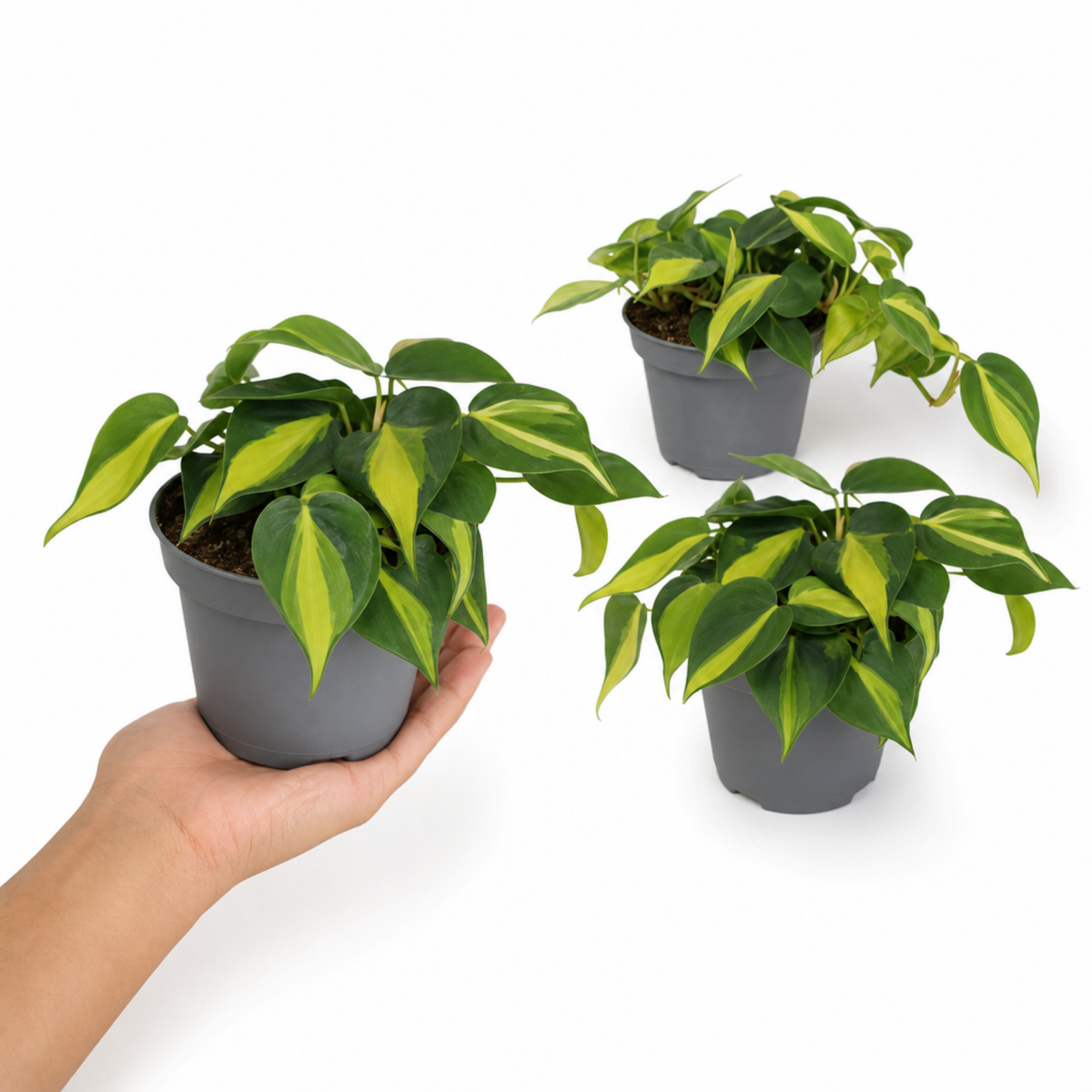 A Philodendron plant with green and lime-yellow variegated trailing leaves.