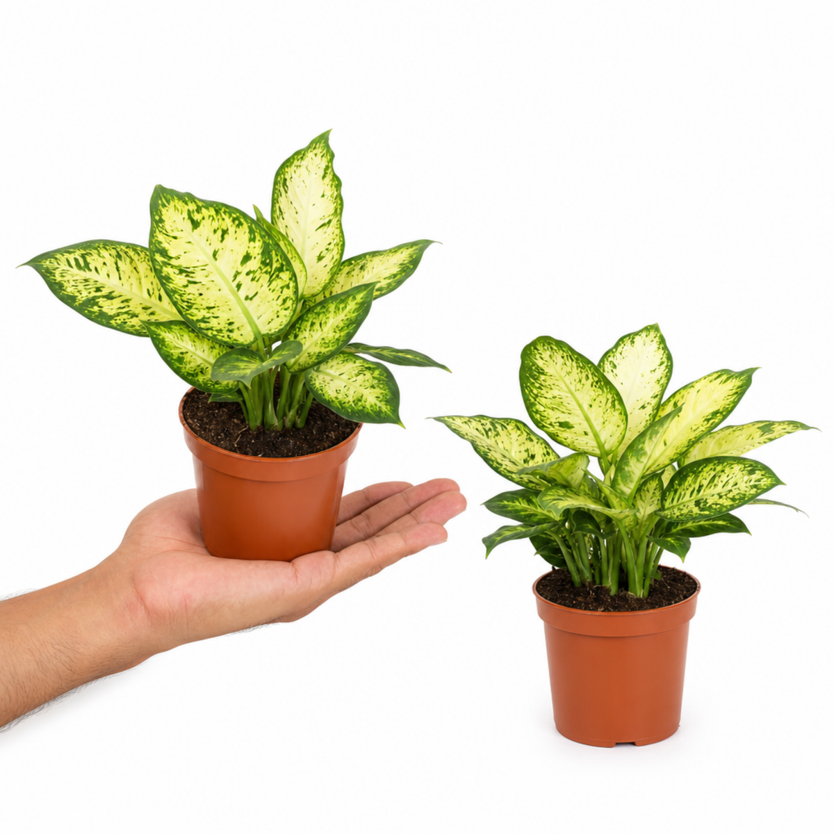 Dieffenbachia Dumb Cane houseplant with green and cream variegated leaves.
