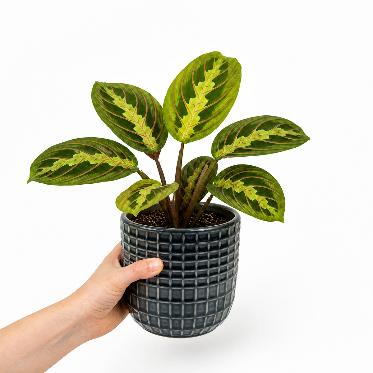 Maranta Lemon Lime Prayer Plant with lime green and yellow striped foliage.