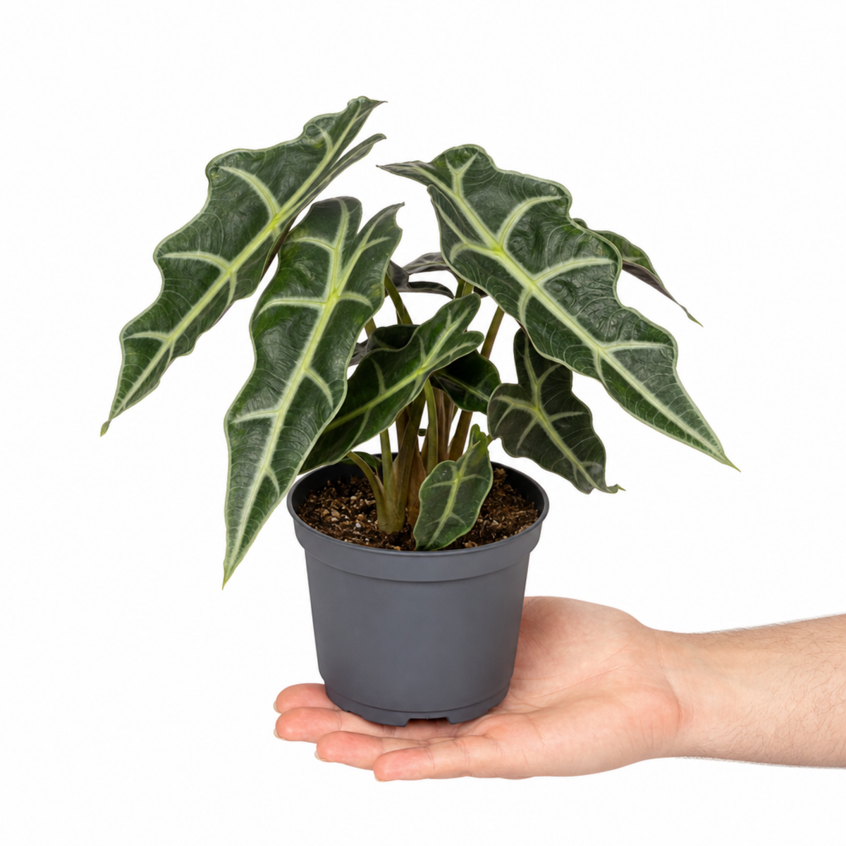 Alocasia Polly Elephant's Ear plant with deep green, white-veined leaves.