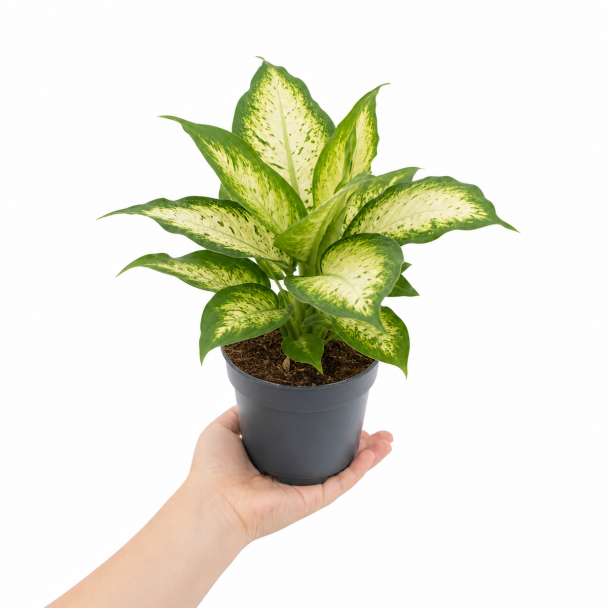 Dieffenbachia Dumb Cane houseplant with green and cream variegated leaves.
