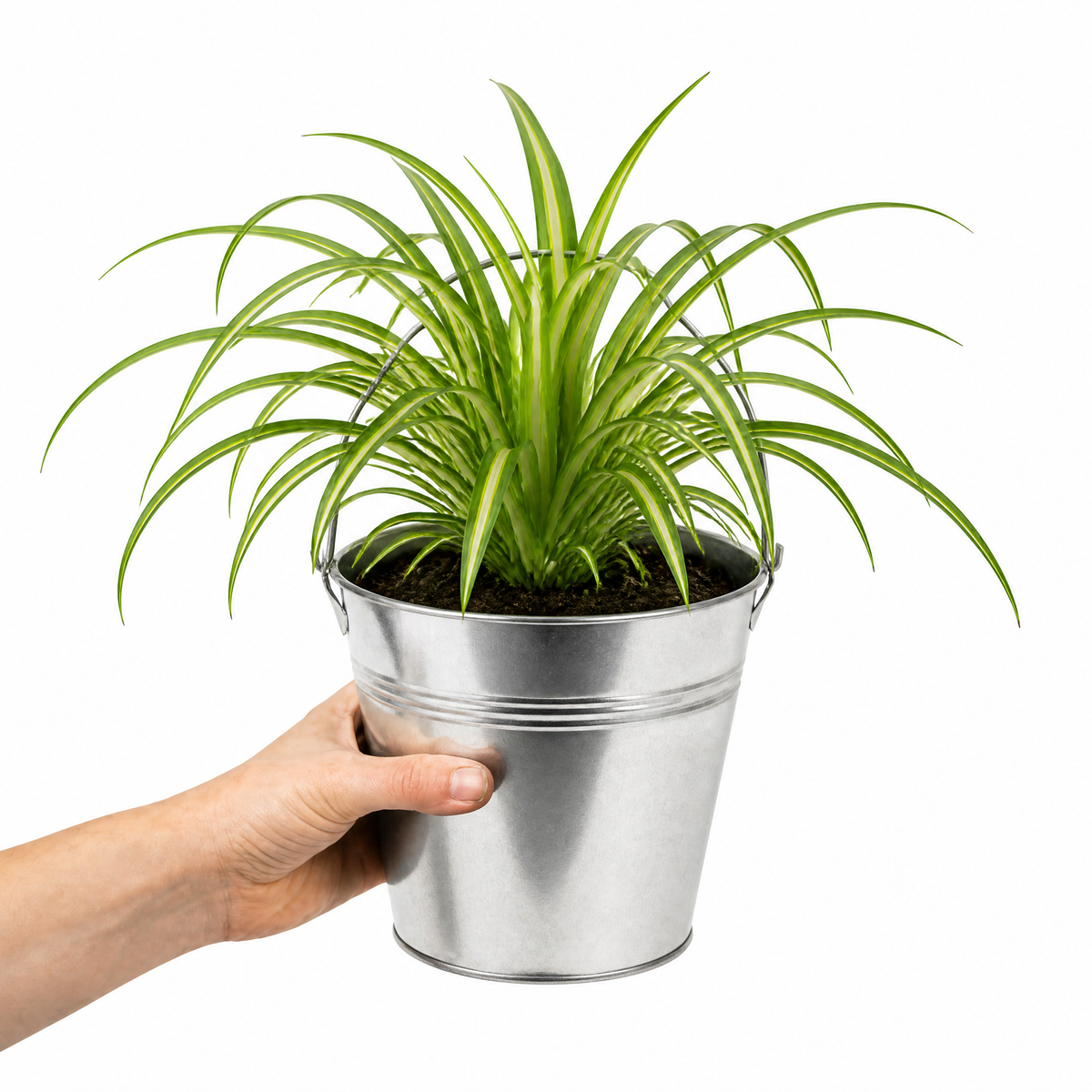 Spider plant with trailing green and white striped leaves.