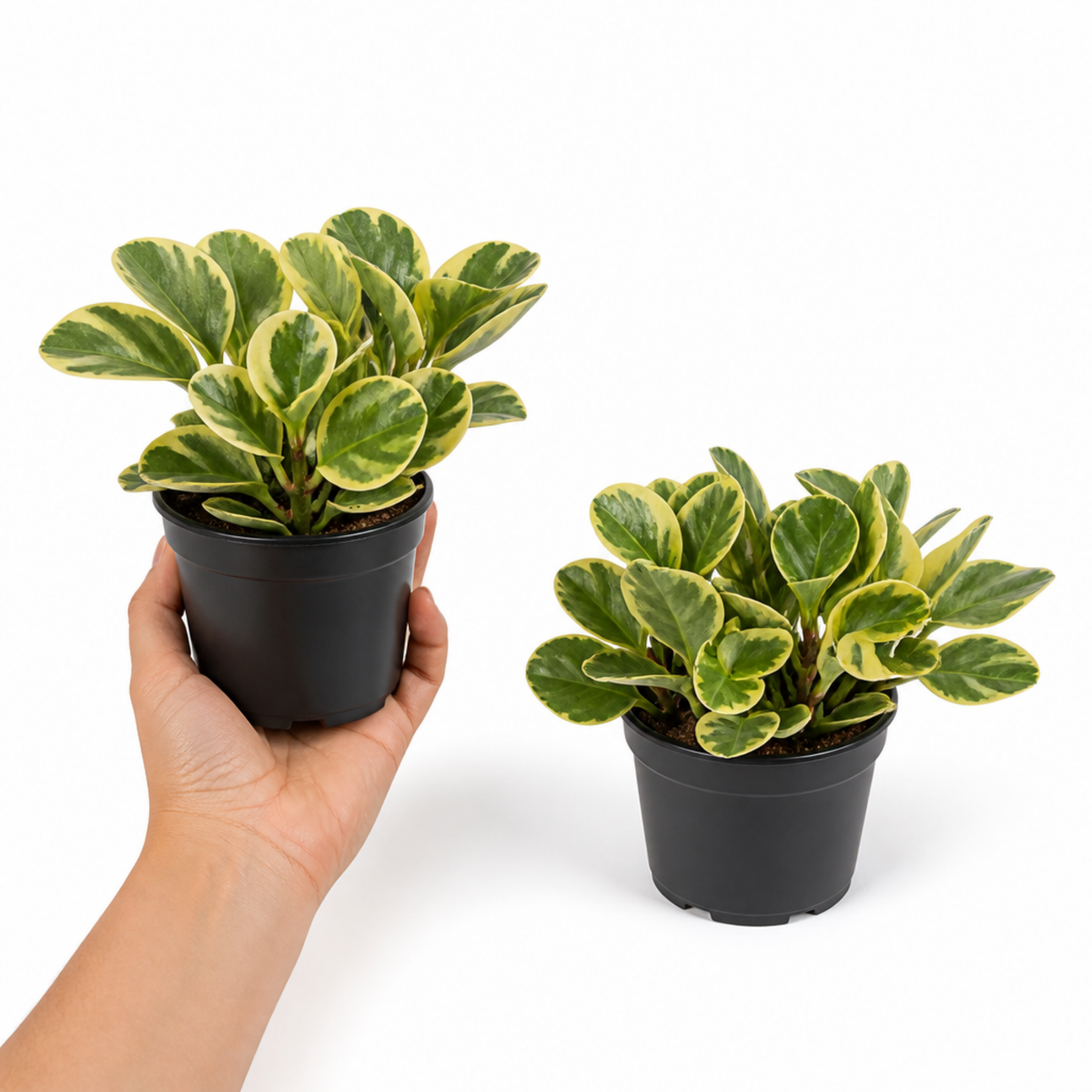 Variegated Peperomia radiator plant with cream and green leaves.
