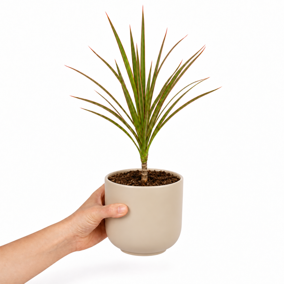 Dracaena marginata Dragon Tree houseplant with green, red-edged arching leaves.