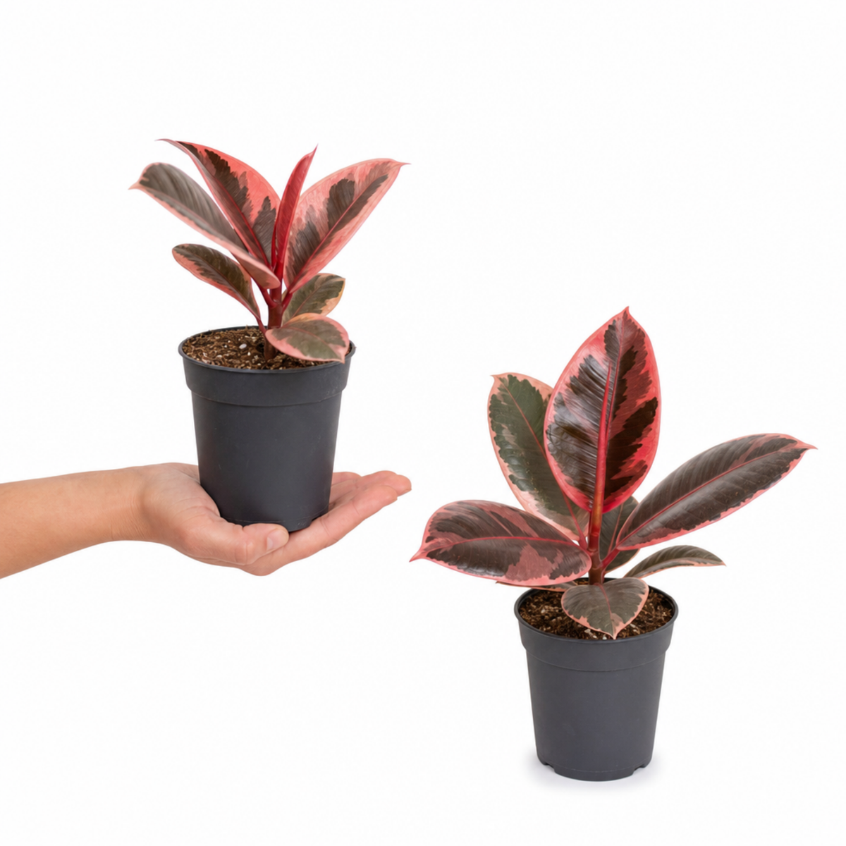 Ficus elastica 'Belize', a rubber plant with pink and green variegated leaves.
