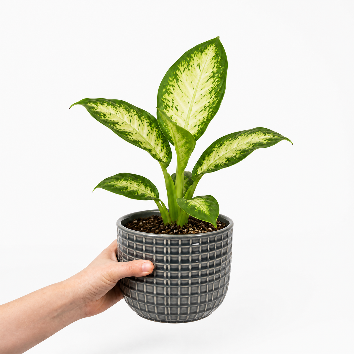 Dieffenbachia Dumb Cane houseplant with cream and green variegated leaves.