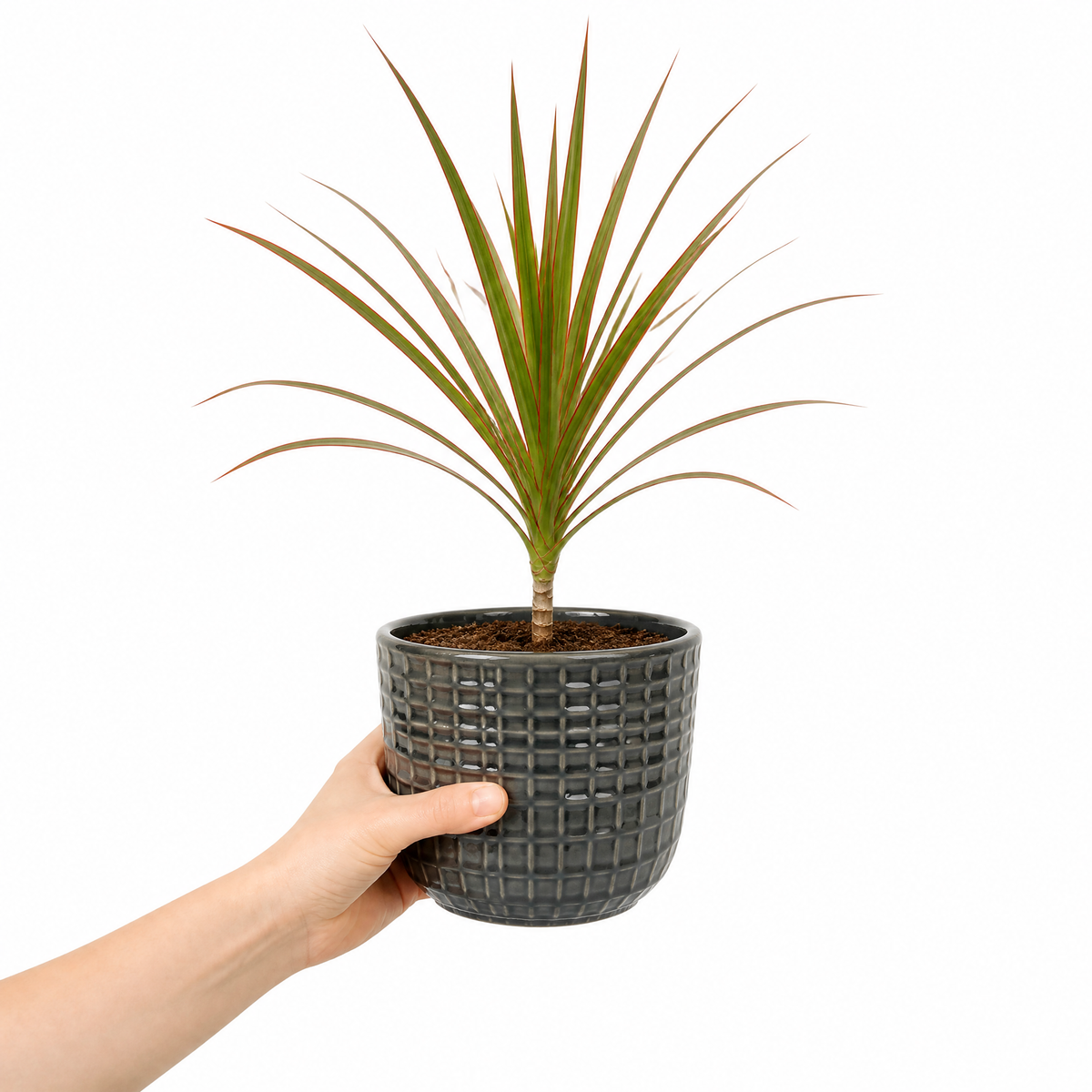 Dracaena marginata Dragon Tree houseplant with green, red-edged arching leaves.