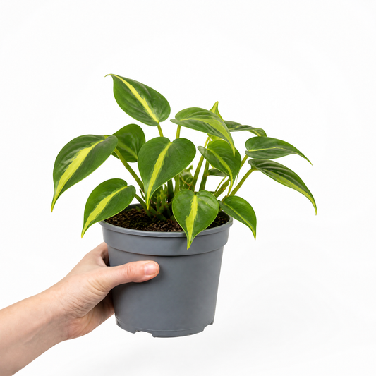 Philodendron 'Brasil' trailing houseplant with green and yellow variegated leaves.