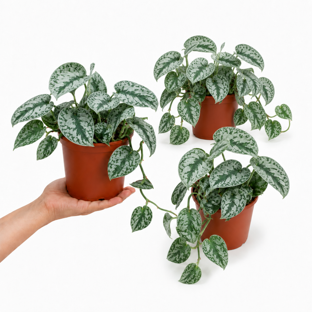 A trailing Scindapsus pictus 'Trebie' plant with dark green, silver-variegated leaves.