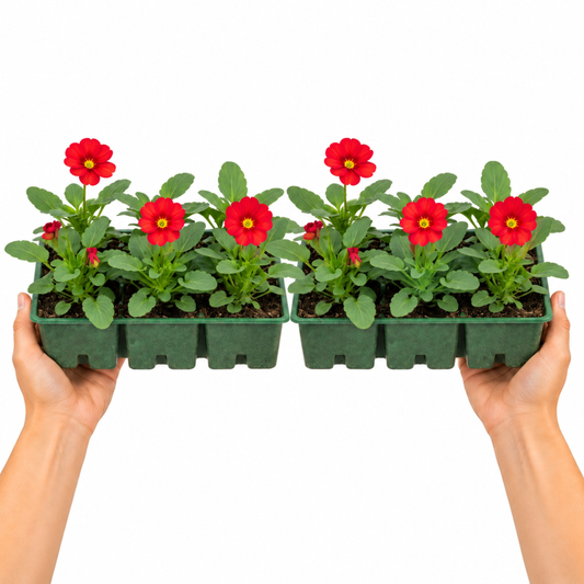 Polyanthus plants with vivid scarlet flowers and golden-yellow centres above green crinkled leaves.