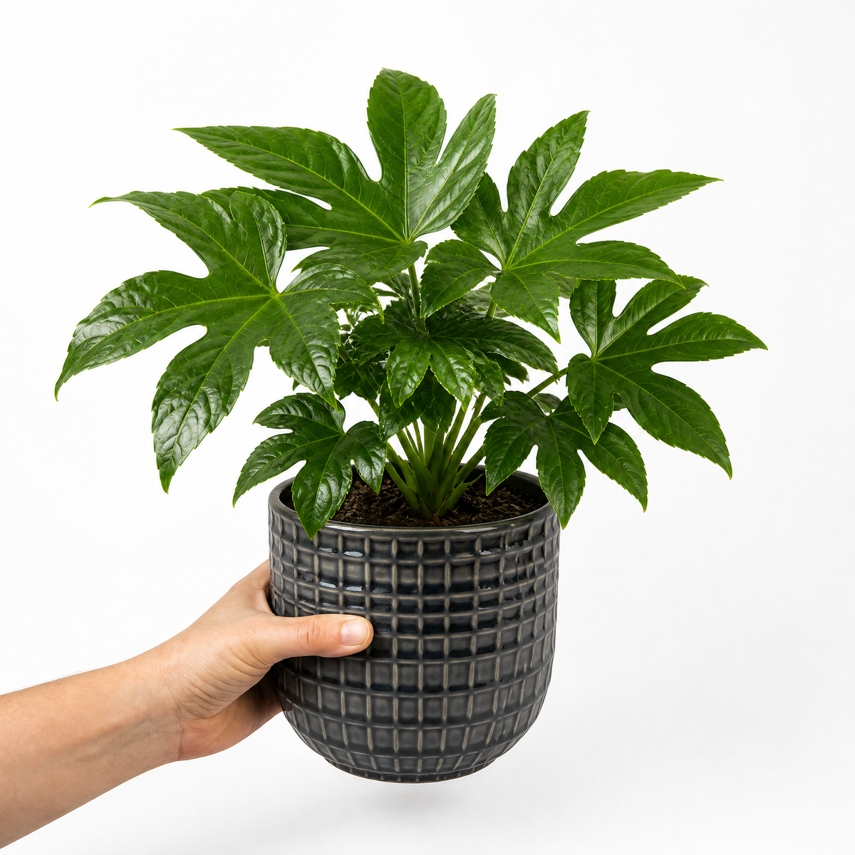 Fatsia japonica paper plant with large glossy green leaves.