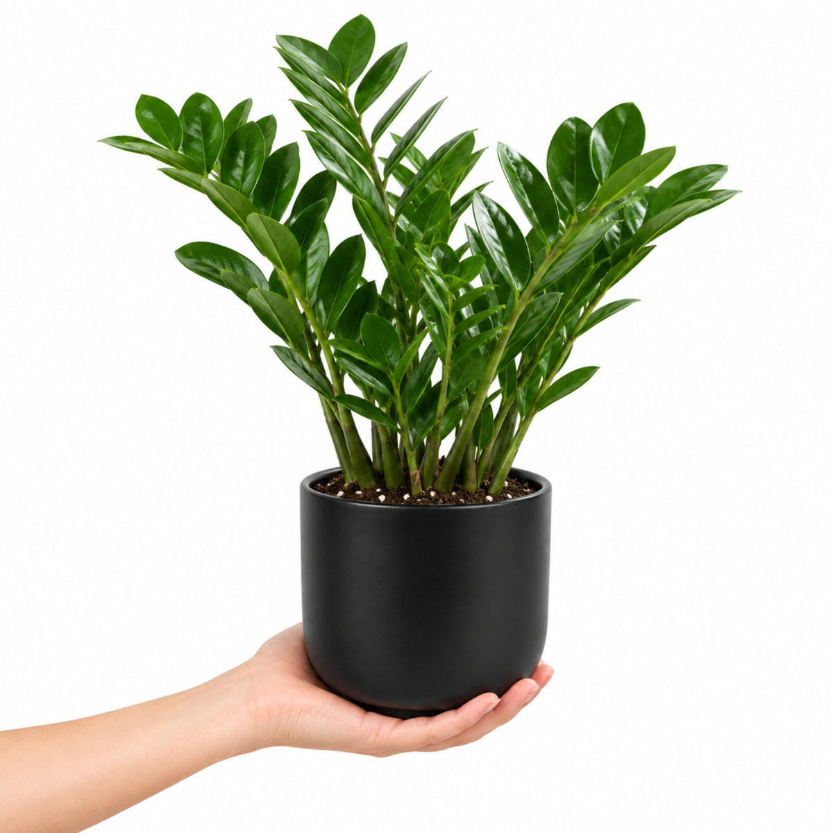 A ZZ Plant (Zamioculcas zamiifolia) with glossy dark green leaves.