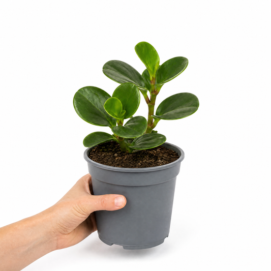Peperomia obtusifolia 'Variegata' houseplant with creamy white and green variegated leaves.