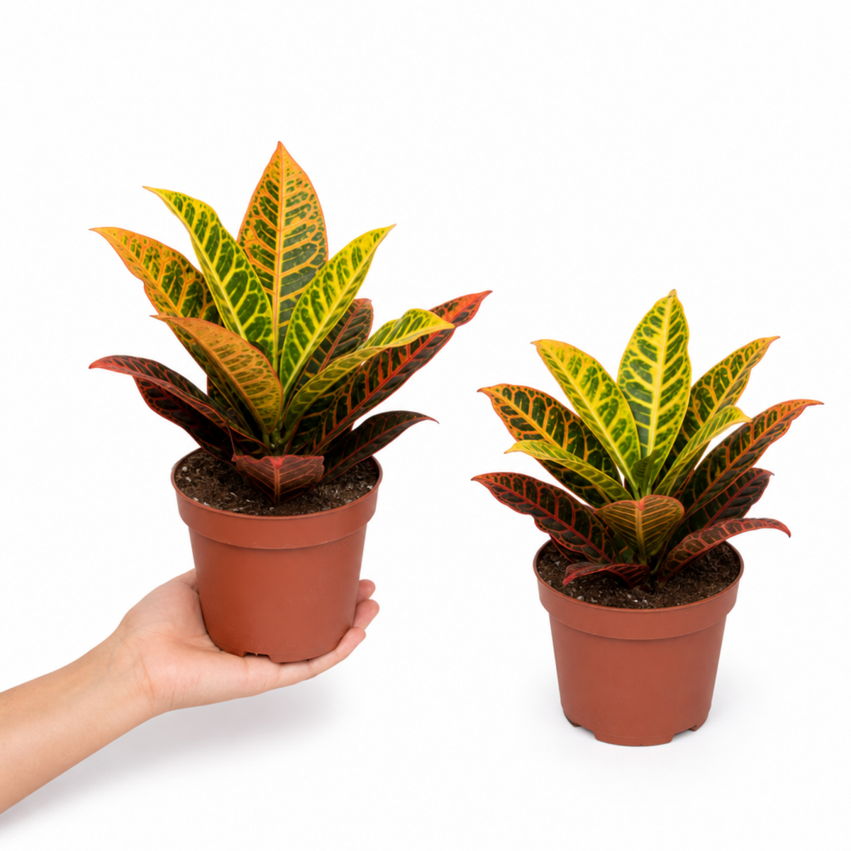 Croton 'Petra' houseplant with red, orange, yellow and green variegated leaves.