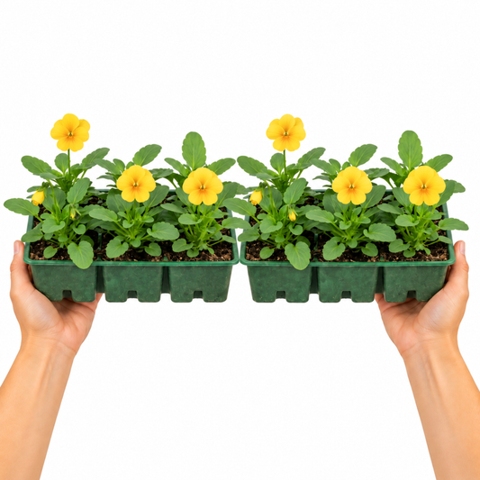 Bright yellow polyanthus flowers with green crinkled leaves.