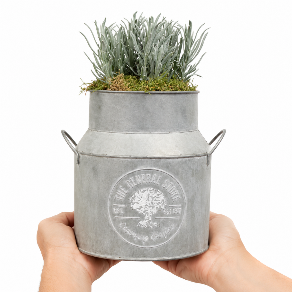 Purple lavender flowers in milk churn planter with moss finish