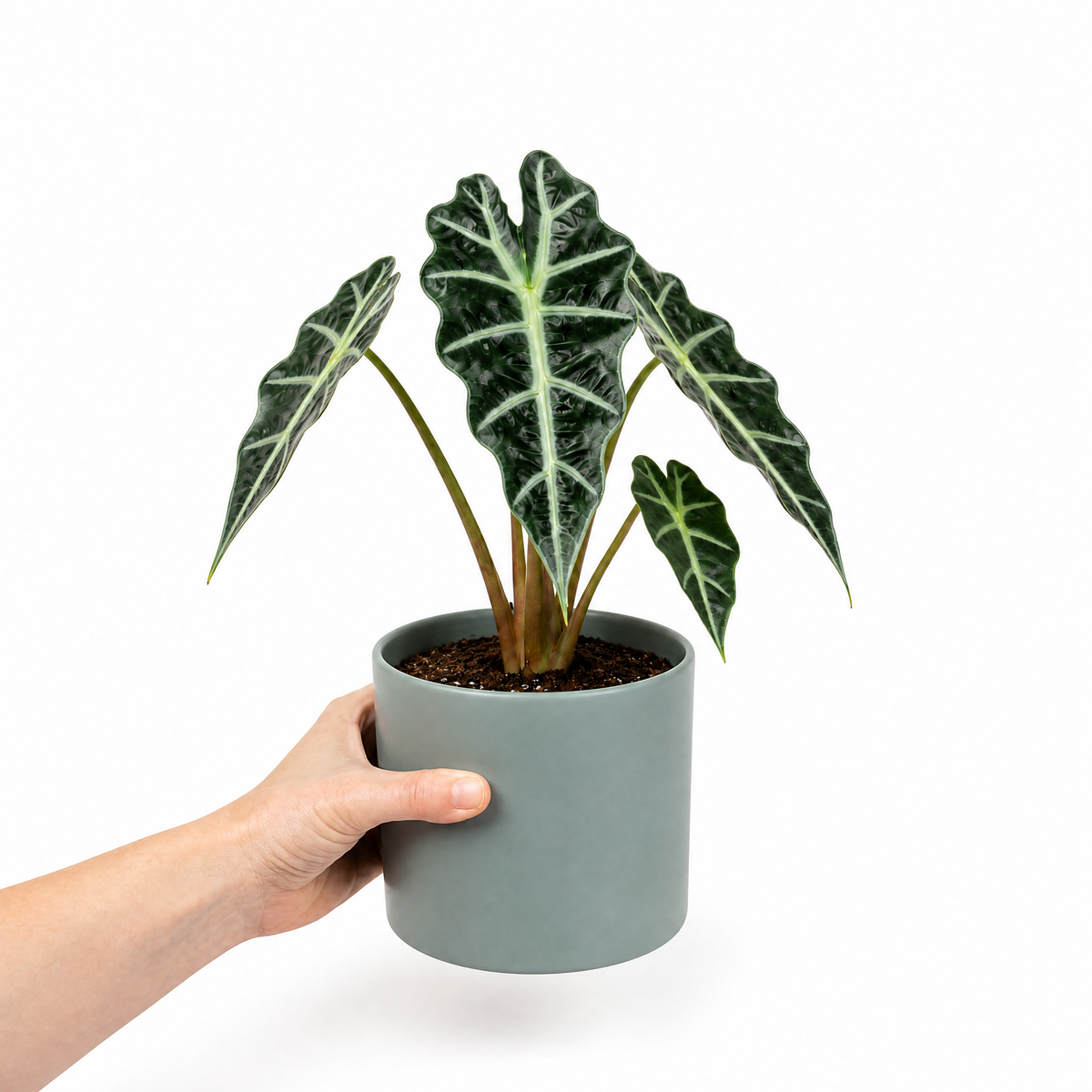 Alocasia Polly elephant's ear houseplant with dark green glossy leaves and pale veins.
